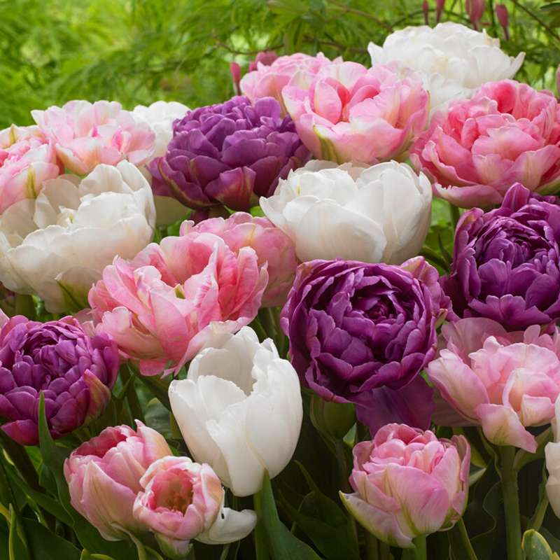 Tulipanblanding 'Rikke'